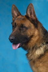german shepherd portrait