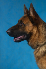 german shepherd portrait