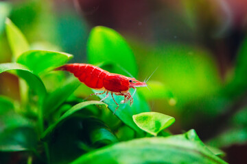 Big fire red or cherry dwarf shrimp with green background in fresh water aquarium tank.