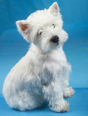 west highland white terrier puppy