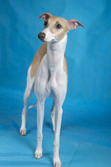 Obraz na płótnie Canvas dog breed Italian Greyhound portrait on blue background