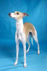 dog breed Italian Greyhound portrait on blue background