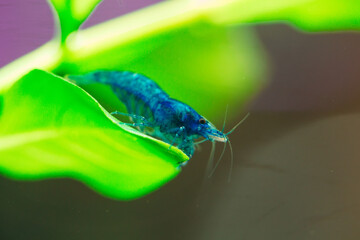 Blue dream neocardina shrimp aquarium hobby pets freshwater home