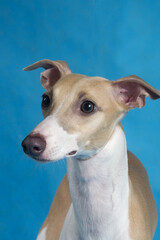 dog breed Italian Greyhound portrait on blue background