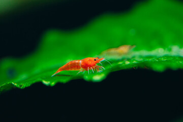 Big fire red or cherry dwarf shrimp with green background in fresh water aquarium tank.