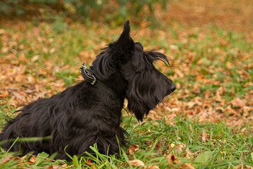 black Scottish Terrier in the summer in nature in the Park