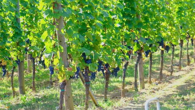 blue merlot grapes in green vineyard