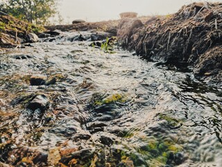 seaweed on the beach