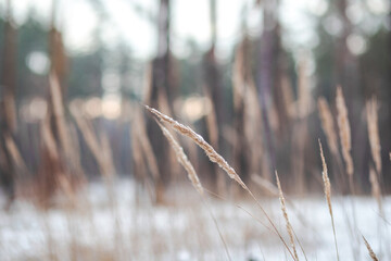 reeds in the wind
