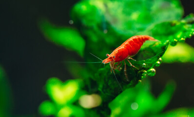 Big fire red or cherry dwarf shrimp with green background in fresh water aquarium tank.