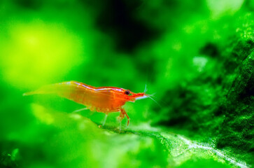Big fire red or cherry dwarf shrimp with green background in fresh water aquarium tank.