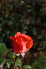 Orange Flower of Rose 'New Ave Maria' in Full Bloom

