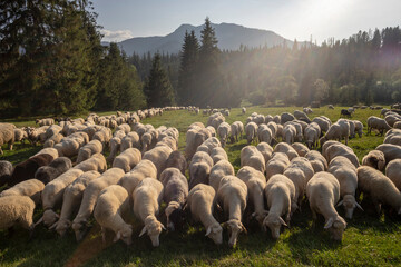 Sheep on a mountain pasture. Tatra Mountains.