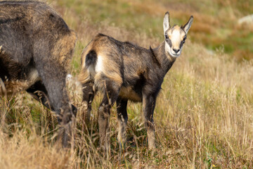 Tatra chamois (Rupicapra rupicapra tatrica) in a mountain natural environment.