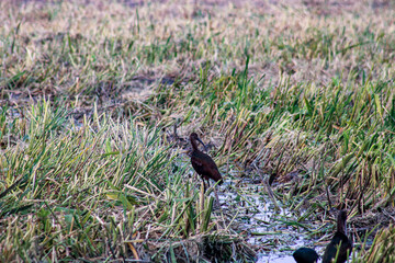 bird in the grass