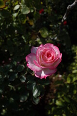 Pink and White Flower of Rose 'Nicole' in Full Bloom
