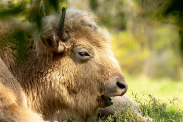 Rare white buffalo or white bison head detail.
It was considered by Native Americans to be sacred or spiritually animal