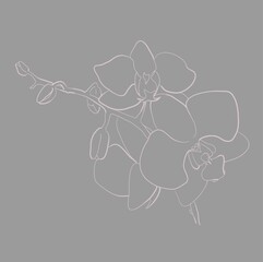 orchid flower in vector line art