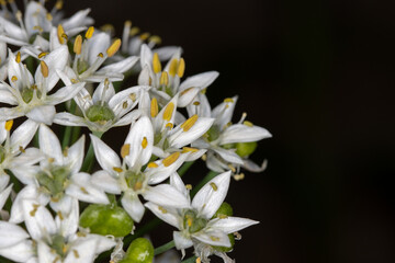 Fototapeta na wymiar Garlic Chives or Allium tuberosum flowers on black background