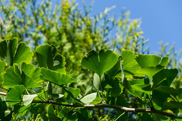 Obraz premium Ginkgo tree (Ginkgo biloba) or gingko with brightly green leaves against background of blurry foliage. Selective close-up. Fresh wallpaper nature concept. Place for your text
