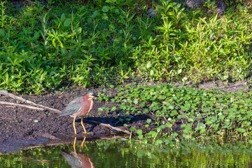 Green Heron standing on a bank at Circle-B-Bar Reserve near Lakeland, Florida USA