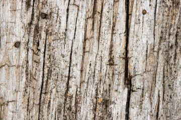 Weathered hardwood textured background