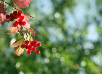 red berries on a branch