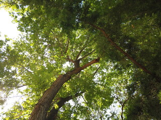 Fototapeta premium Looking up at tree leaves while lying on earth