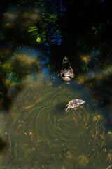 Mother duck and baby duck swimming in lake, top view 