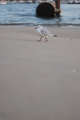 seagulls on the beach