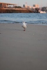 seagulls on the beach