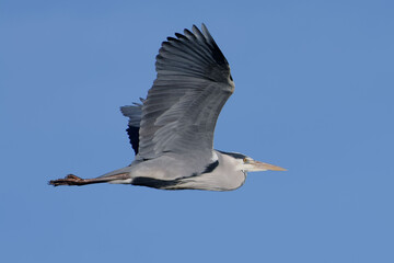 Grey Heron (Ardea cinerea) flying in the blue sky