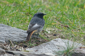 Male Black Redstart (Phoenicurus ochruros) resting on the ground