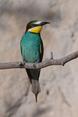 European Bee-eater (Merops apiaster) perched on a branch