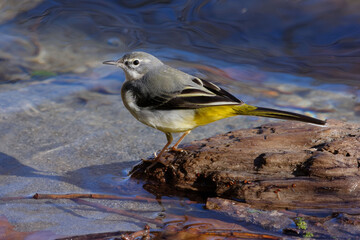 Grey Wagtail (Motacilla cinerea) in winter plumage