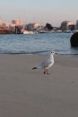 seagulls on the beach