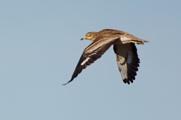 Obraz premium Eurasian Stone-curlew (Burhinus oedicnemus) flying in the blue sky