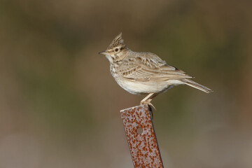 Crested Lark (Galerida cristata) on a stake