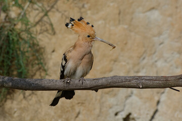 Eurasian Hoopoe (Upupa epops) perched on a branch