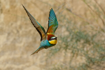 European Bee-eater (Merops apiaster) flying