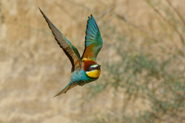 European Bee-eater (Merops apiaster) flying