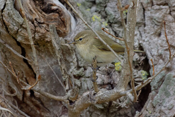Common Chiffchaff (Phylloscopus collybita) resting on a branch