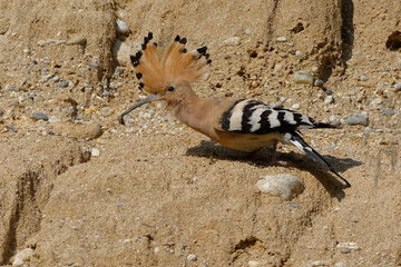 Eurasian Hoopoe (Upupa epops) spreading its crest