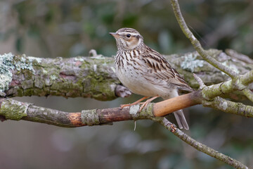 Woodlark (Lullula arborea) resting on a branch