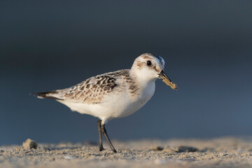 Waders or shorebirds,  sanderling on the beach