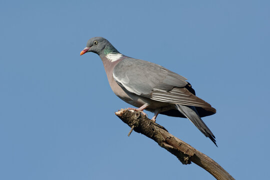 Common Wood Pigeon (Columba palumbus)  perched on a branch