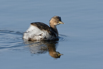 Little Grebe (Tachybaptus ruficollis) in winter plumage