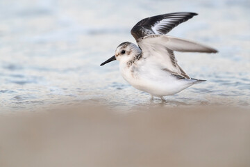 Waders or shorebirds,  sanderling on the beach