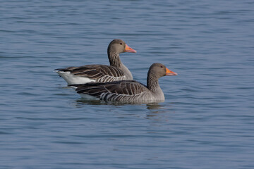 Fototapeta premium Greylag Geese (Anser anser) swimming on the water