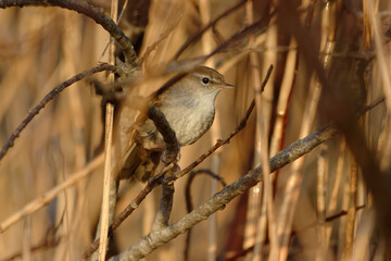 Cetti's Warbler (Cettia cetti) perched on a branch